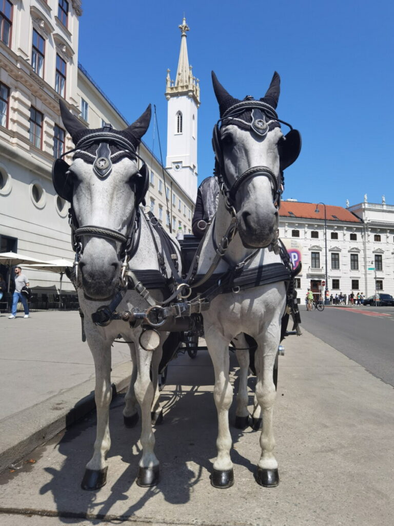 Exotischer Wien Urlaub? Mit dem Fiaker durch die historische Altstadt